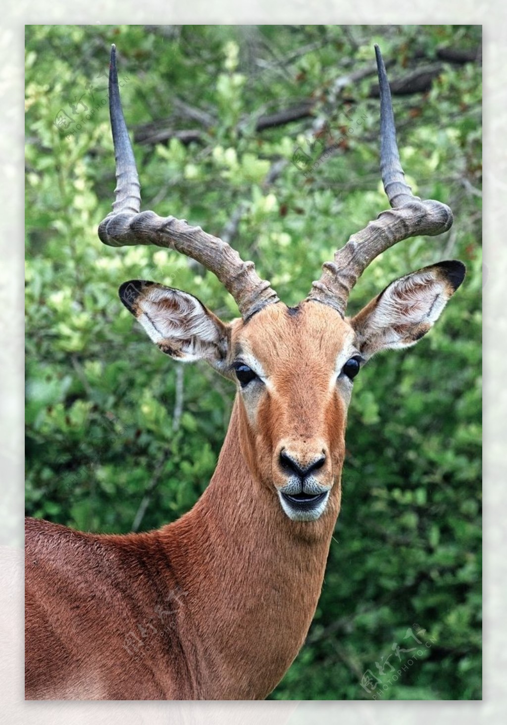 【美丽的藏羚羊摄影图片】可可西里保护区纪实摄影_何穗影厅的摄影博客_太平洋电脑网摄影部落