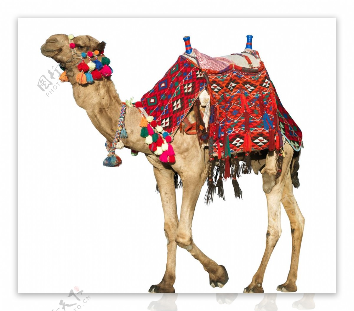 城市骆驼拍摄素材图片