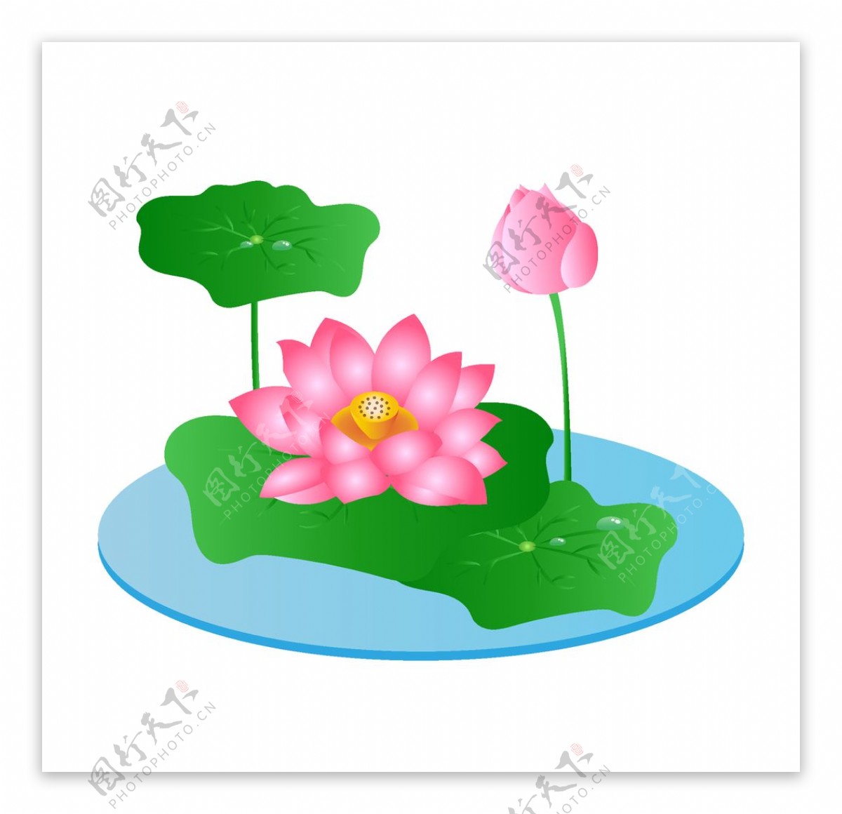 手绘水植物唯美粉色荷花插画图片