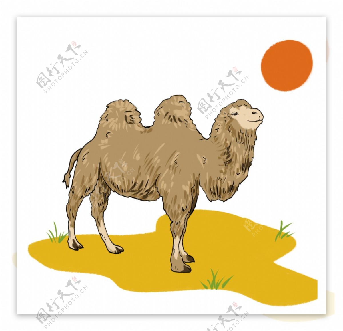骆驼插画图片