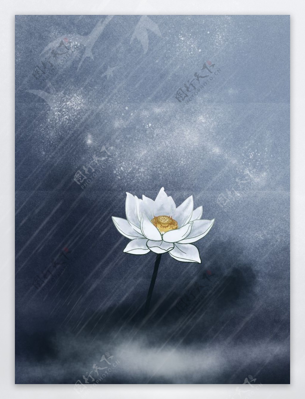 雨夜的一只莲花图片