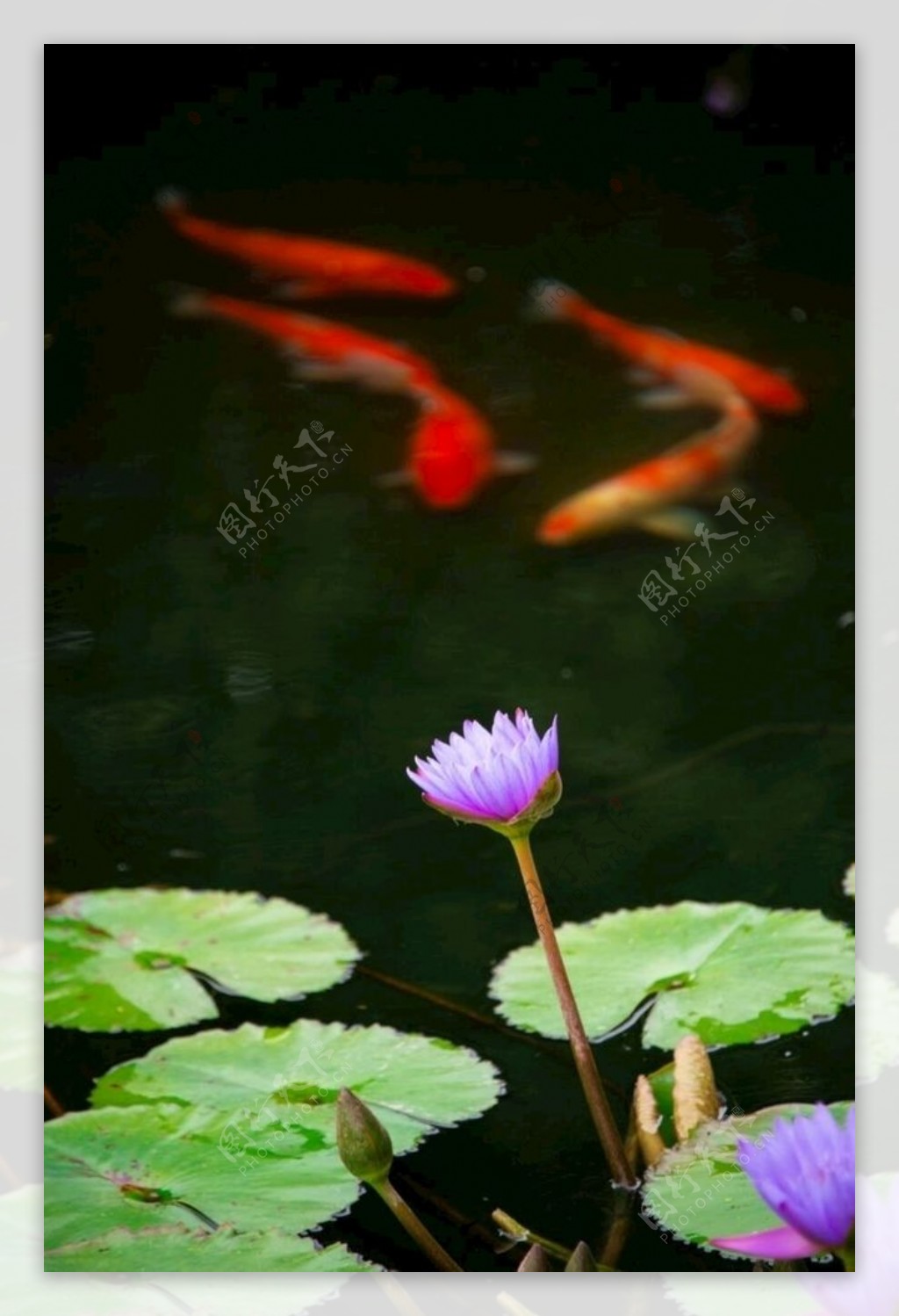 莲花和鱼图片