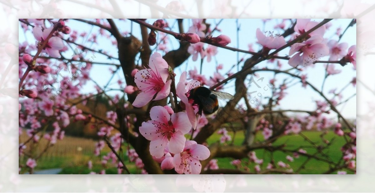 树枝上艳丽的桃花图片