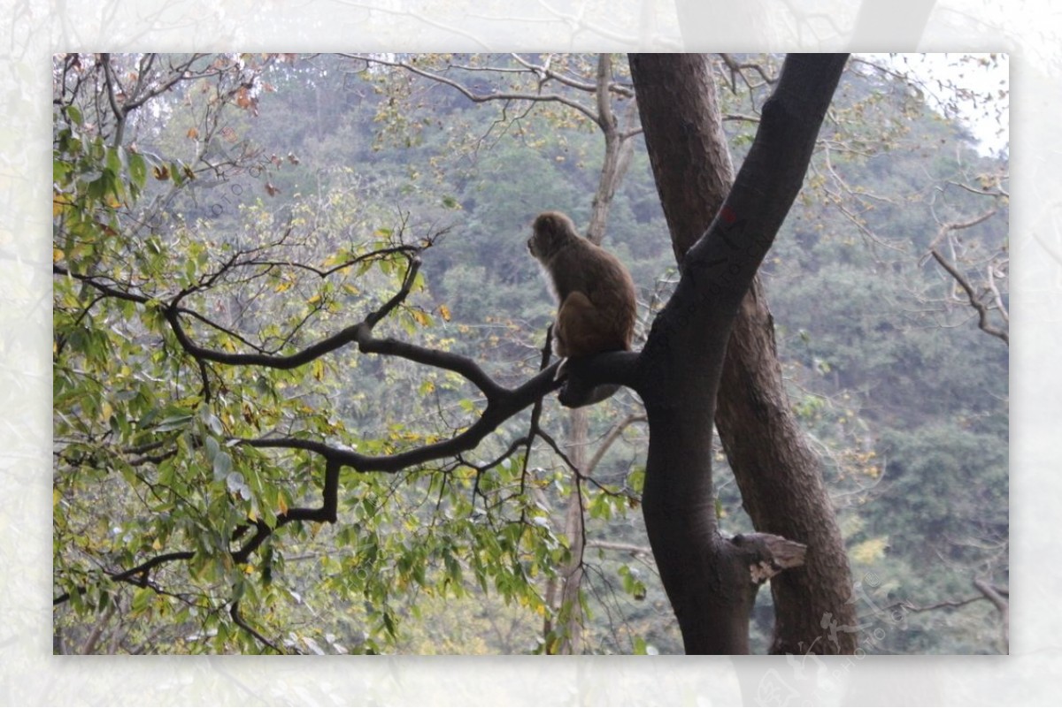 黔灵山猴子图片