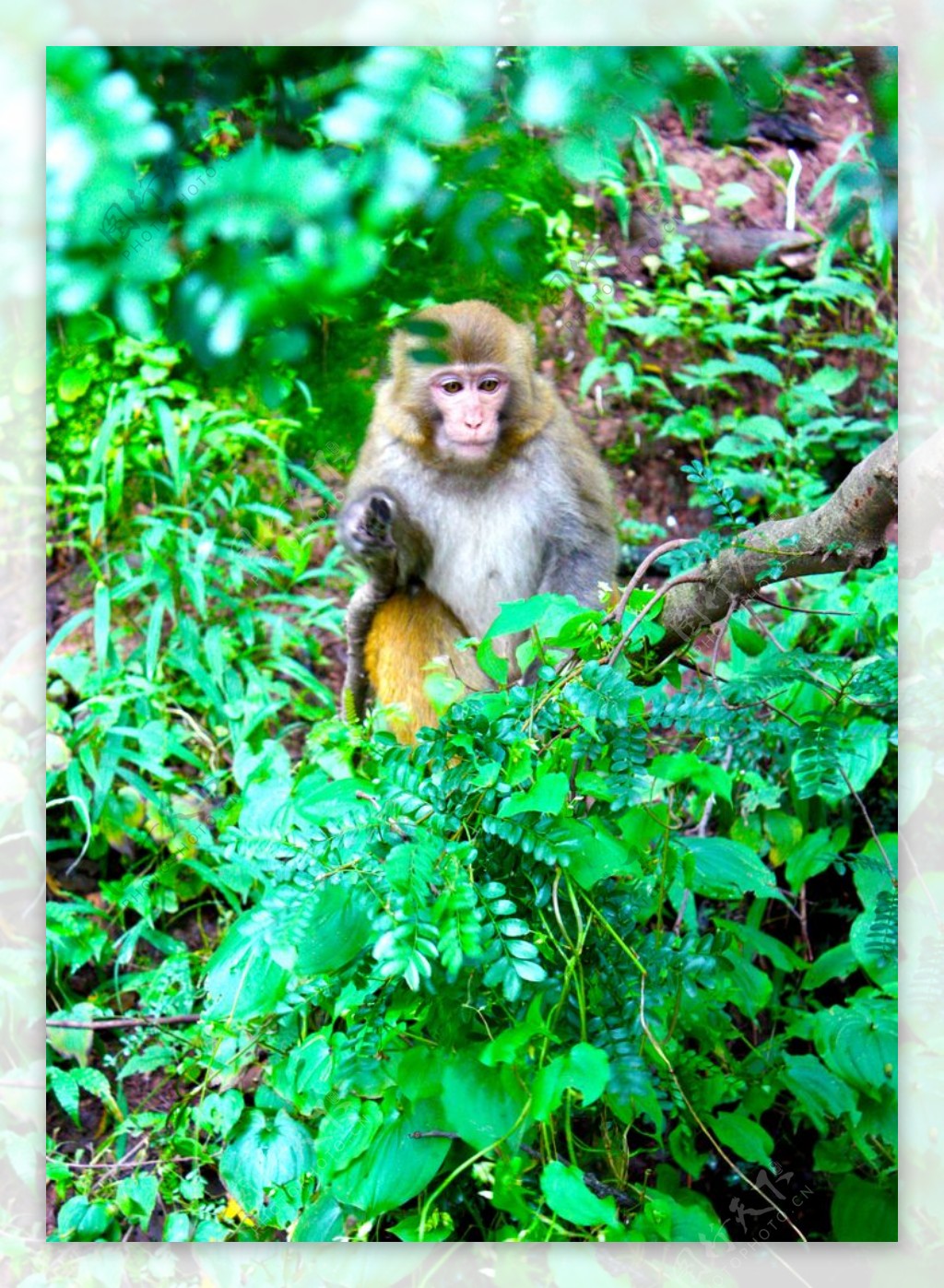 猴子摄影图片