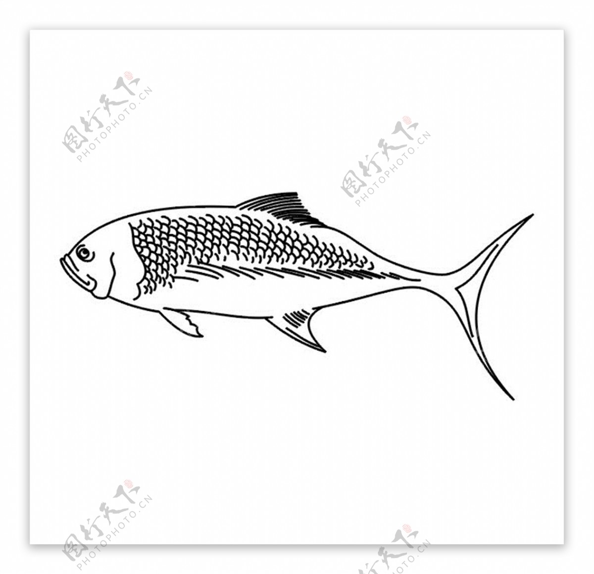 淡水鱼矢量图图片