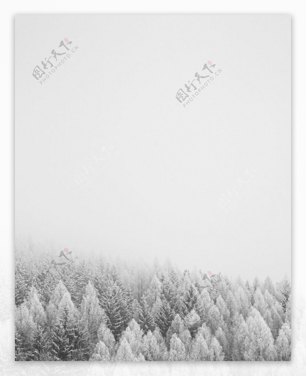 雪树林图片