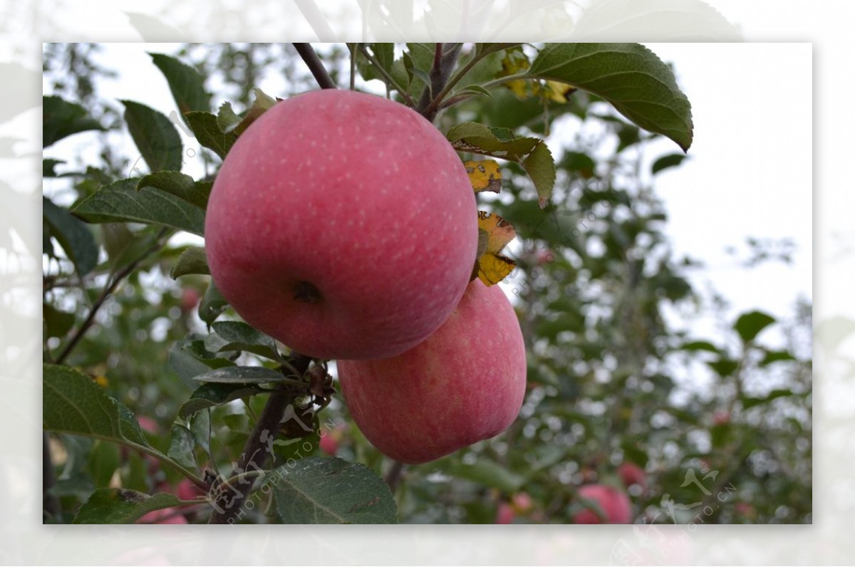 苹果树摄影图片