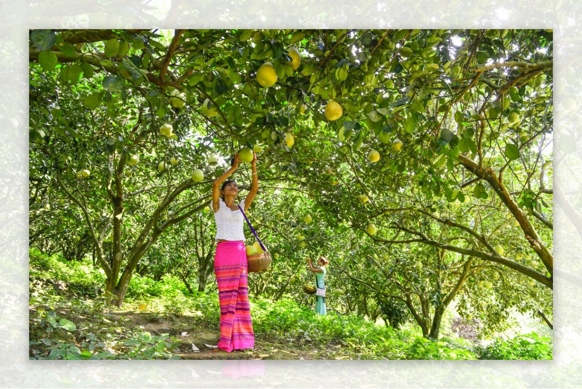 柚子林柚子树采摘柚子图片
