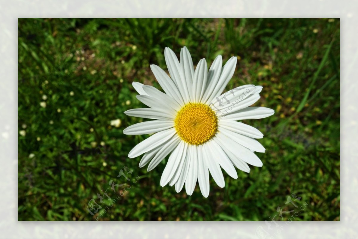 白色的雏菊图片