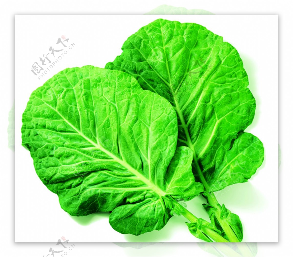 白菜蔬菜青菜透明素材图片