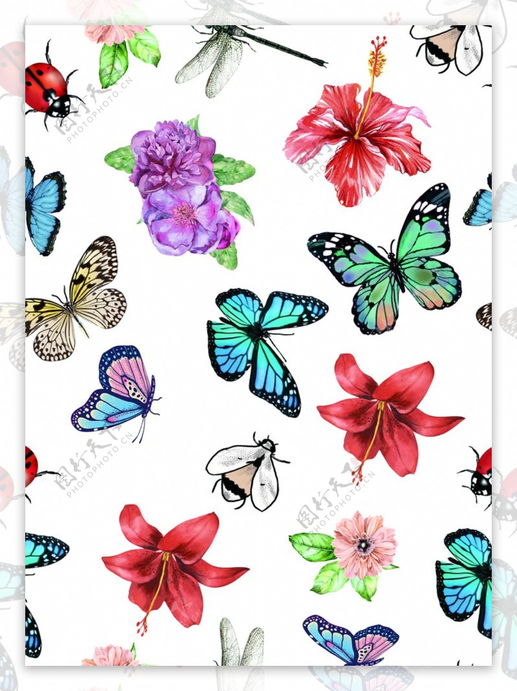 蝴蝶花朵图片