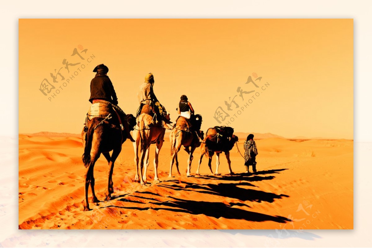 沙漠中的骆驼运输队图片