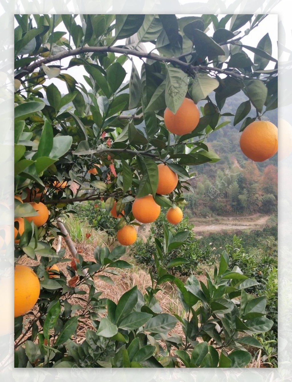 脐橙树图片