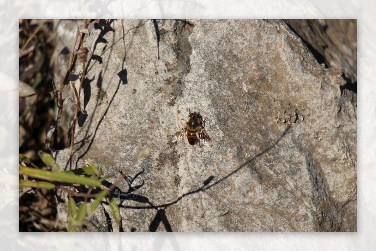贴在石上的蜜蜂图片