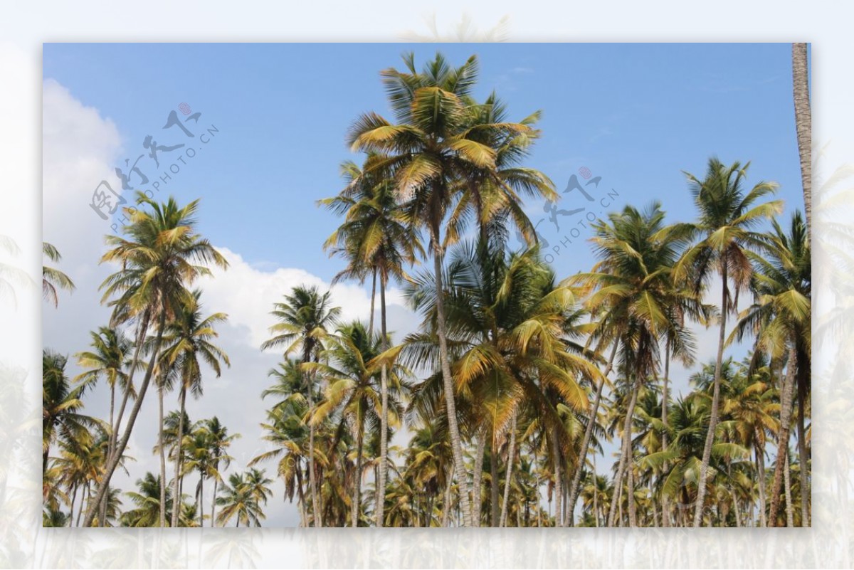 海边的两棵椰子树-千叶网
