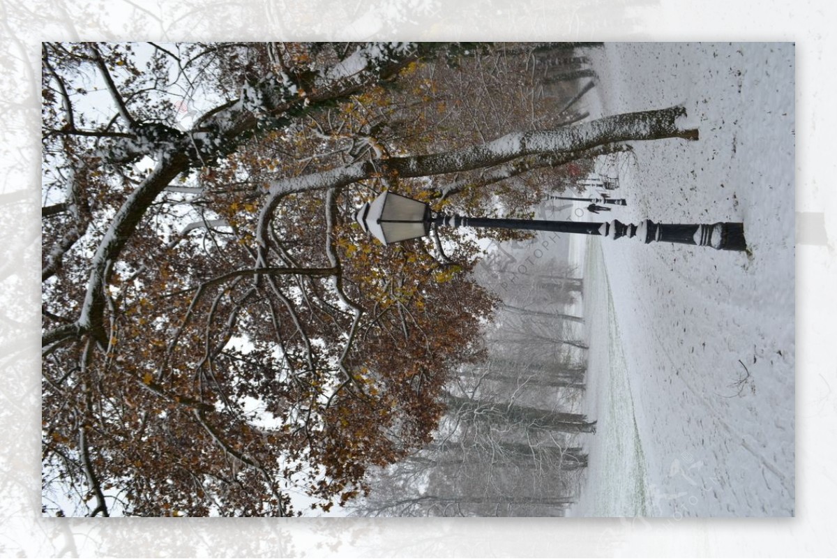 冬天路灯树木大雪风景图片